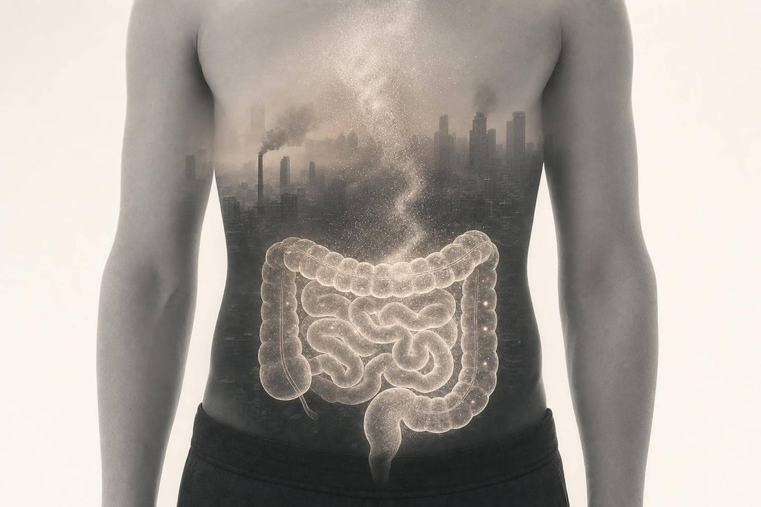 Air Pollution and Gut Barrier Damage: Guide