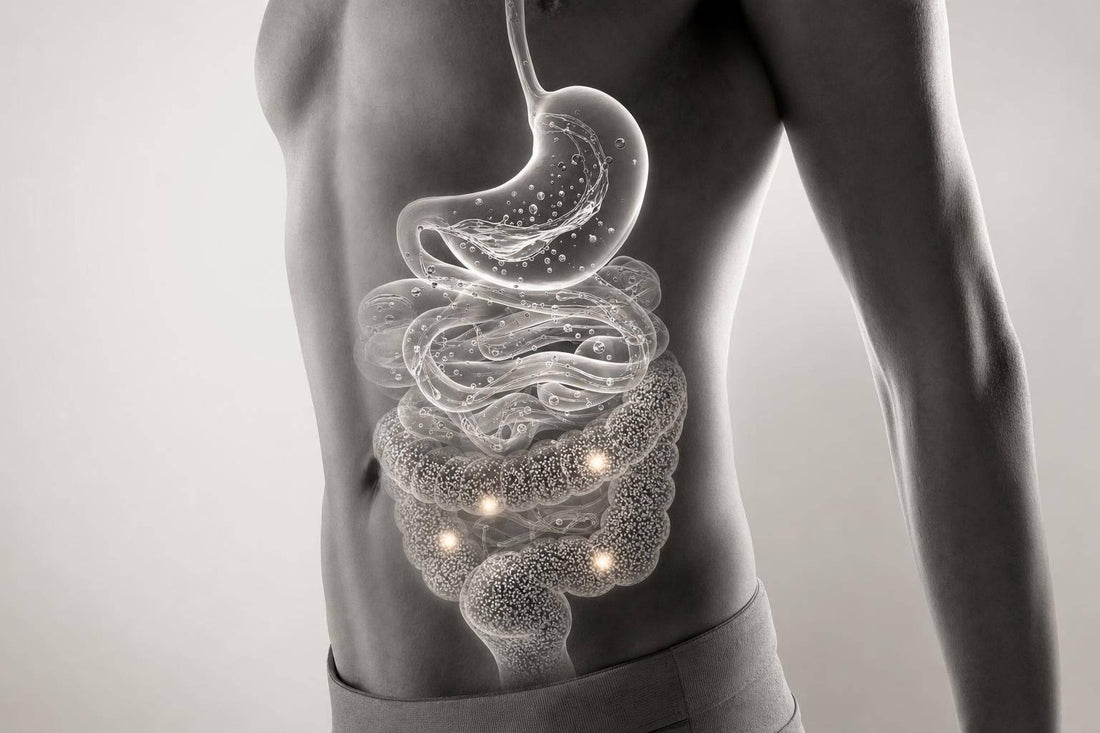 Digestive Enzymes in Host-Microbiome Digestion