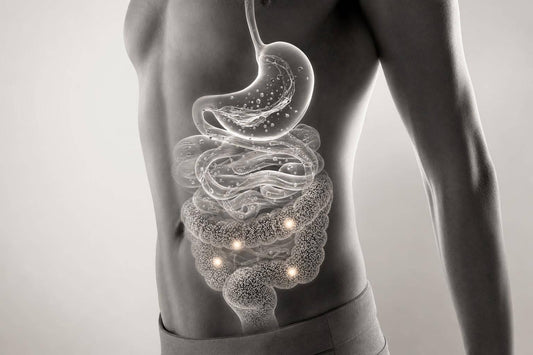 Digestive Enzymes in Host-Microbiome Digestion